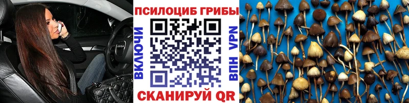 Купить  Снежногорск  Галлюциногенные грибы Psilocybine cubensis 